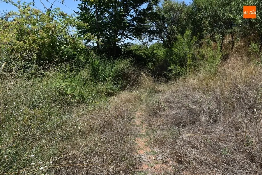 Foto 6 - Prevista para los pr&oacute;ximos d&iacute;as la limpieza de los caminos de la Pe&ntilde;a del Sastre hacia la calle Iberia