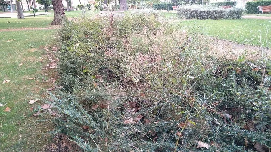 Foto 4 - El PSOE critica la &ldquo;grave falta de mantenimiento&rdquo; del Parque de La Florida
