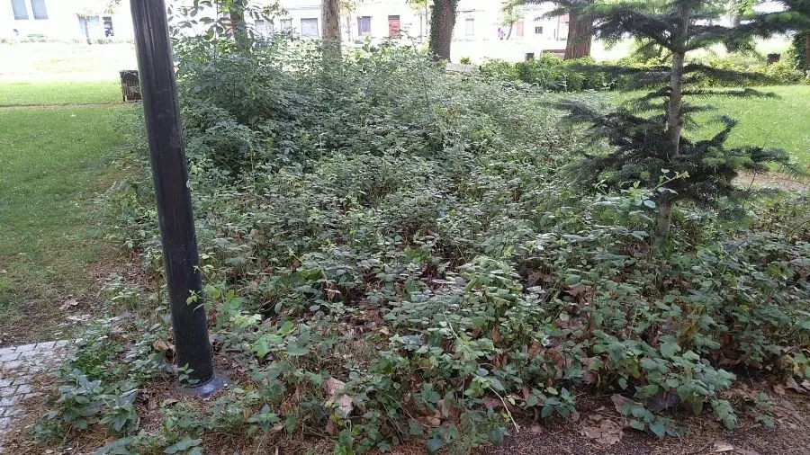 Foto 3 - El PSOE critica la &ldquo;grave falta de mantenimiento&rdquo; del Parque de La Florida