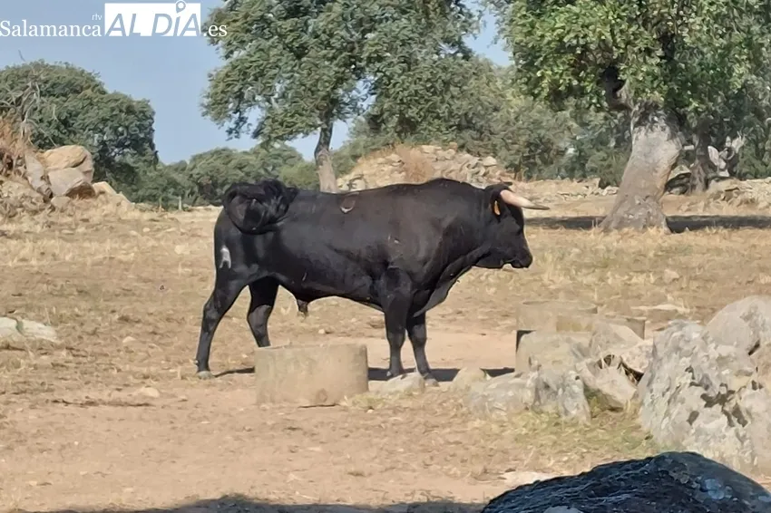 Los vecinos de Villarino conocen los toros de las fiestas de San Roque 