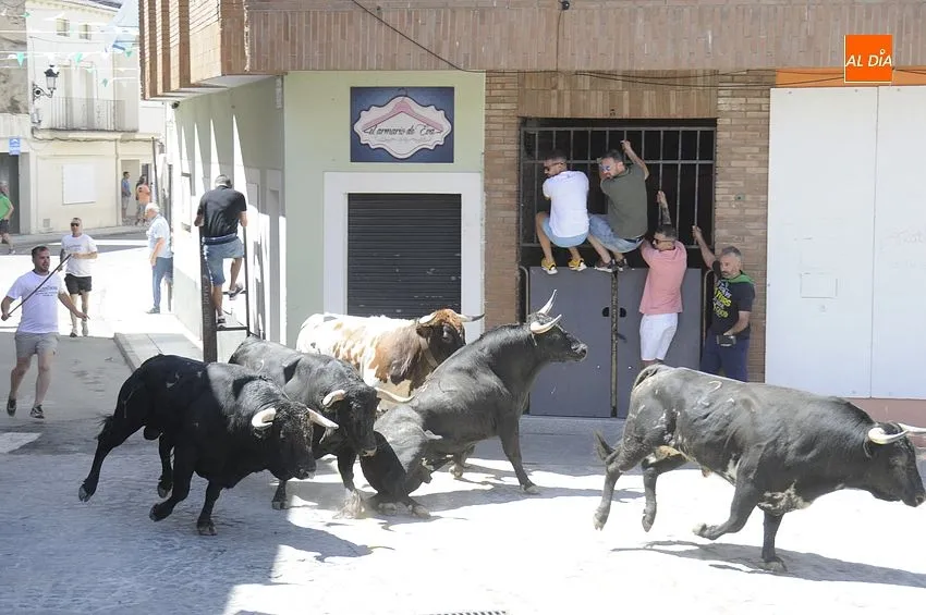 Últimos Festejos taurinos en Moraleja / Fotos: Adrián M.Pastor