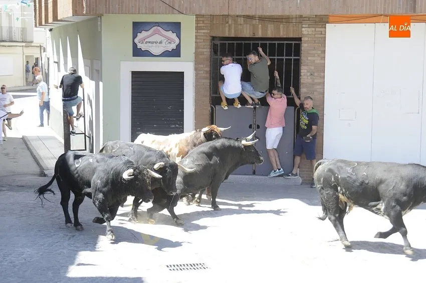 Últimos Festejos taurinos en Moraleja / Fotos: Adrián M.Pastor