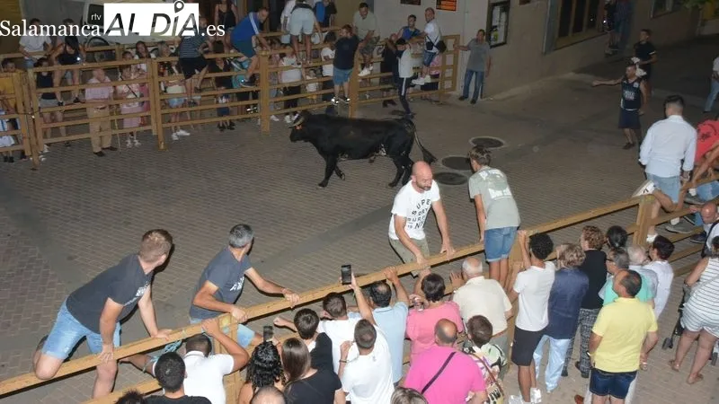 Los novillos fueron capeados en las calles y en la plaza de toros