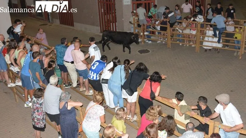 Los novillos fueron capeados en las calles y en la plaza de toros