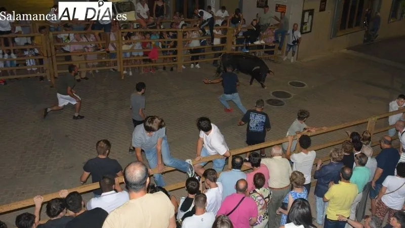 Los novillos fueron capeados en las calles y en la plaza de toros