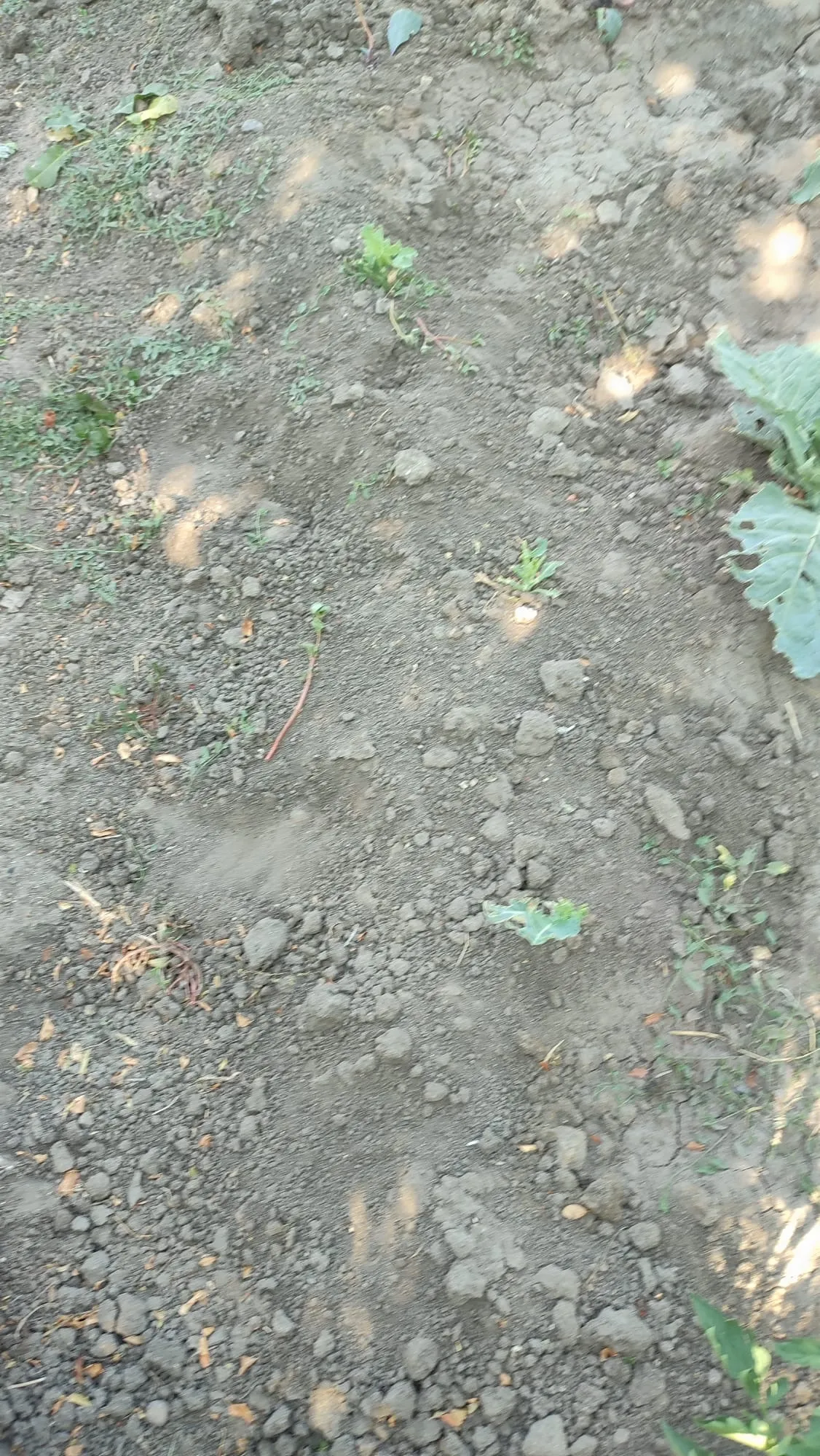 Foto 4 - Los topillos acaban con las plantas cuidadas para el Belen Viviente y arrasan los huertos en Santiago de la Puebla
