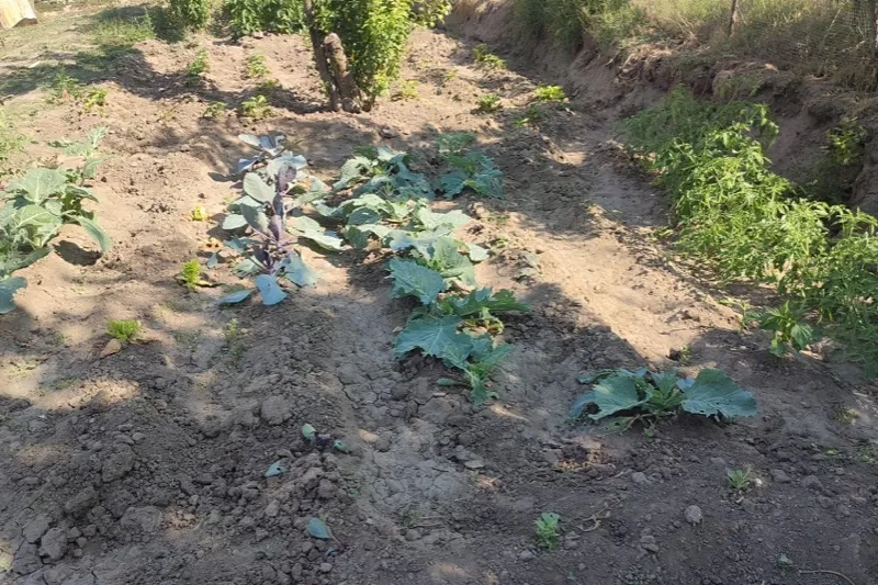 Foto 6 - Los topillos acaban con las plantas cuidadas para el Belen Viviente y arrasan los huertos en Santiago de la Puebla