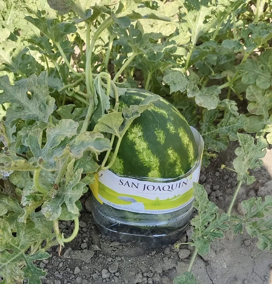 Foto 3 - Los topillos acaban con las plantas cuidadas para el Belen Viviente y arrasan los huertos en Santiago de la Puebla