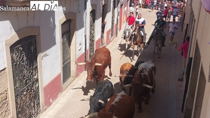 Foto 4 - Numeroso p&uacute;blico disfruta del primer encierro a caballo de las Fiestas de Toros de Lumbrales