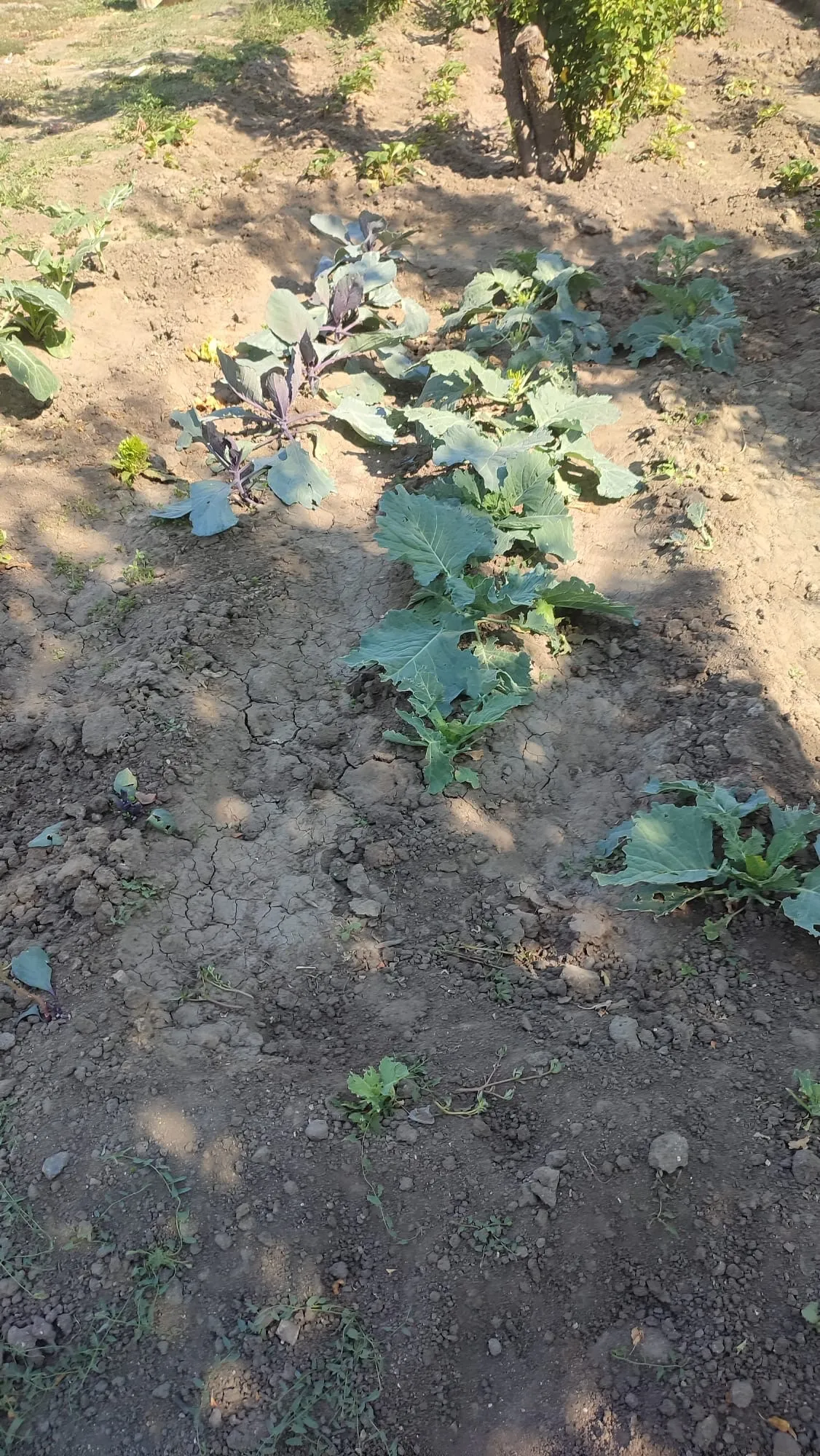 Foto 5 - Los topillos acaban con las plantas cuidadas para el Belen Viviente y arrasan los huertos en Santiago de la Puebla