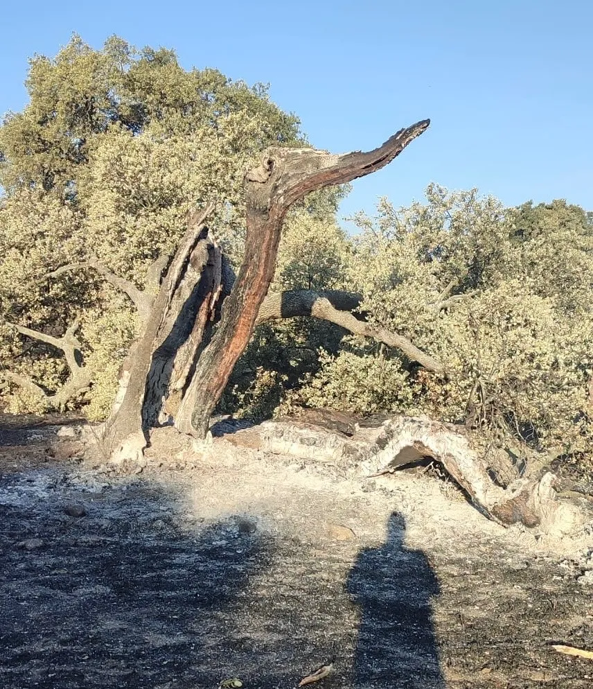 Foto 4 - Los santiagueses mantienen su preocupaci&oacute;n y pesar tras el gran incendio: &ldquo;Es una tristeza verlo as&iacute;. Sigue saliendo humo&rdquo;