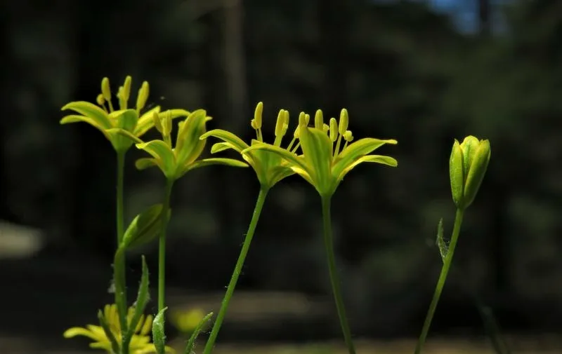 el tercer premio se concedió a Luis Menéndez Arias por su obra “Albores de la primavera”, que captura la esencia de la Gagea nevadensis Boiss, una muestra más de la diversidad botánica que alberga Castilla y León