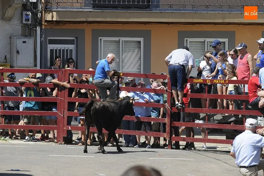 Encierro tradicional en El Bodón/ Fotos: Adrián M.Pastor