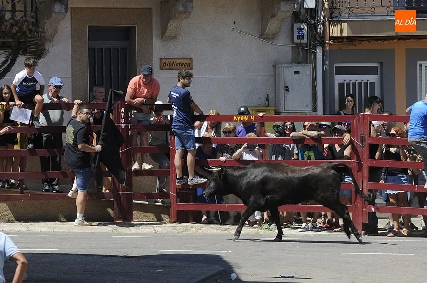 Encierro tradicional en El Bodón/ Fotos: Adrián M.Pastor