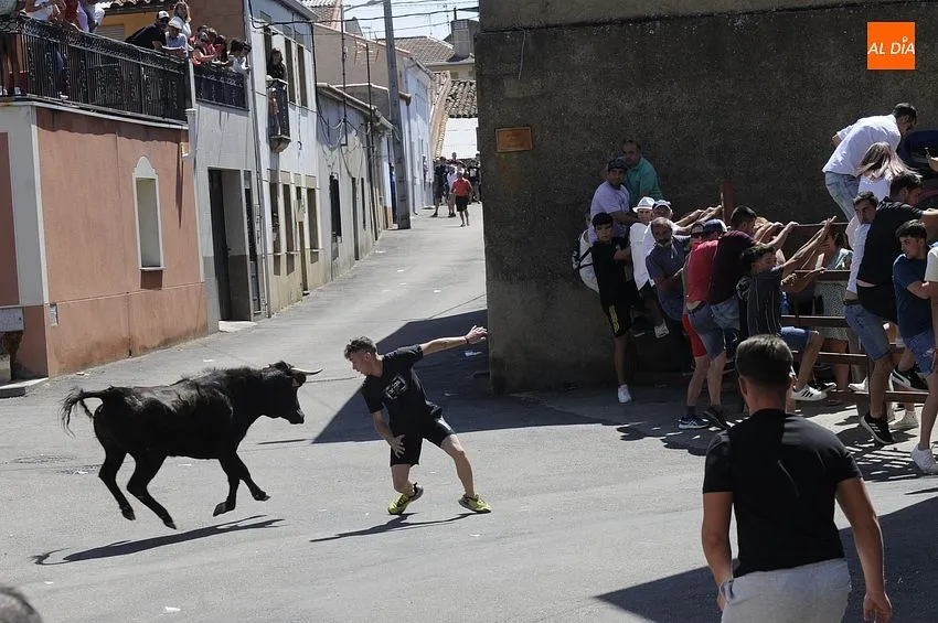 Encierro tradicional en El Bodón/ Fotos: Adrián M.Pastor