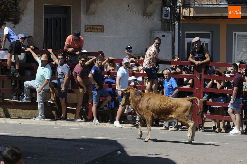 Encierro tradicional en El Bodón/ Fotos: Adrián M.Pastor