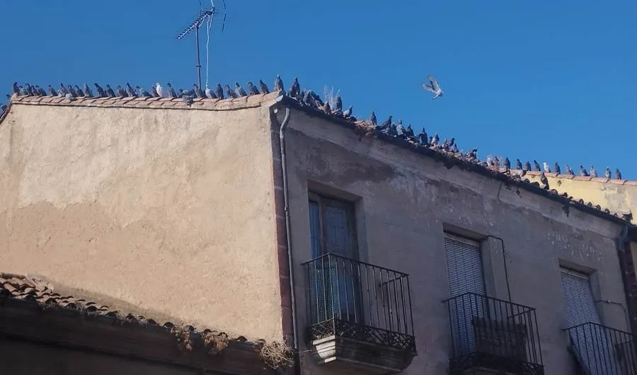 Foto 3 - Un ave rapaz &lsquo;pone firmes&rsquo; a las palomas en el coraz&oacute;n del barrio de San Crist&oacute;bal