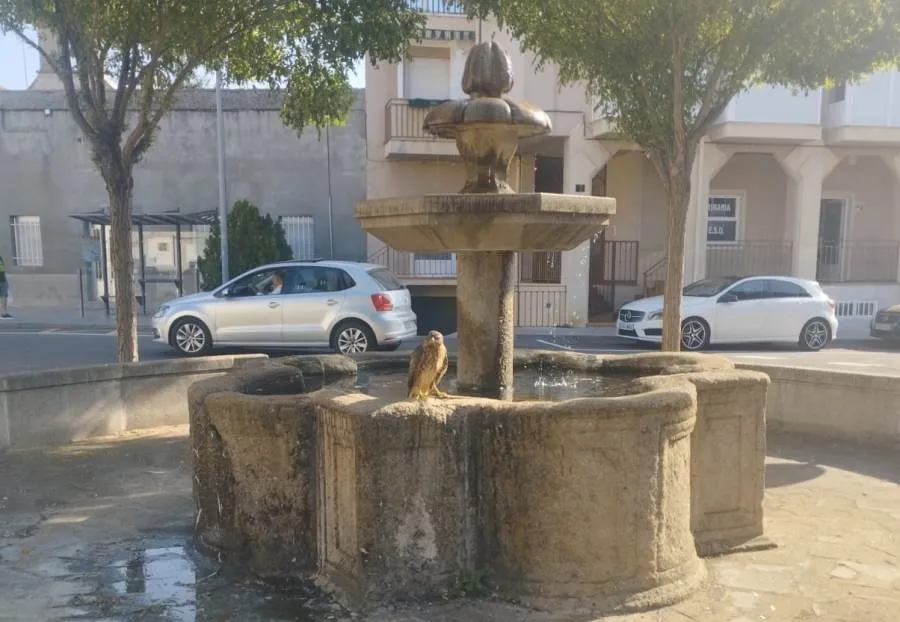 Foto 2 - Un ave rapaz &lsquo;pone firmes&rsquo; a las palomas en el coraz&oacute;n del barrio de San Crist&oacute;bal