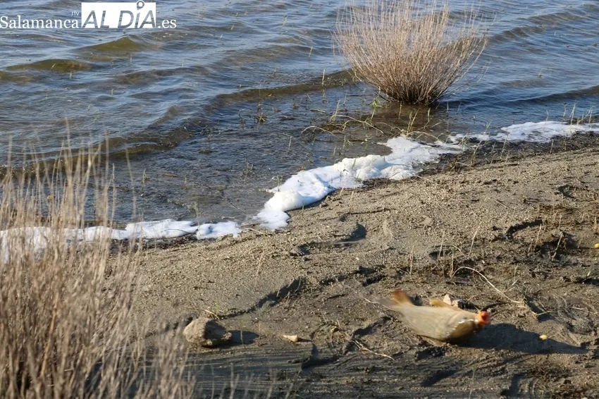 Buena jornada de pesca en Villarino de los Aires de la mano de la Asociación de Pesca Bajo-Tormes / CORRAL