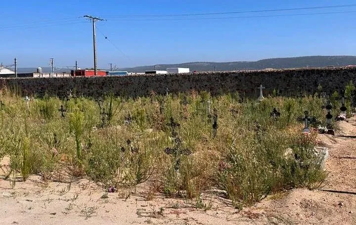 Foto 3 - Malestar por la hierba descontrolada entre tumbas en un &aacute;rea del Cementerio mirobrigense