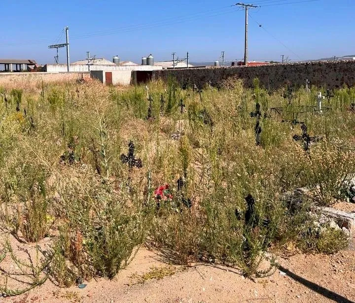 Foto 2 - Malestar por la hierba descontrolada entre tumbas en un &aacute;rea del Cementerio mirobrigense