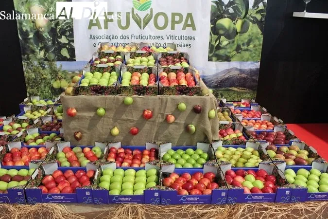Feria de la Manzana, el Vino y el Aceite de Carrazeda de Ansiães (Portugal) | MARTÍN-GARAY