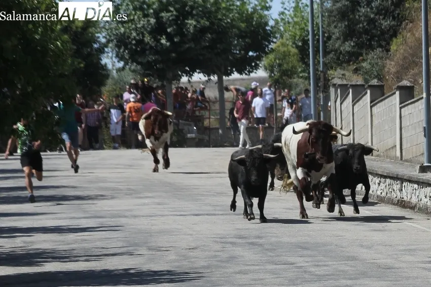 Supersónico encierro en Saucelle de Charro de Llen / MARIBEL SÁNCHEZ