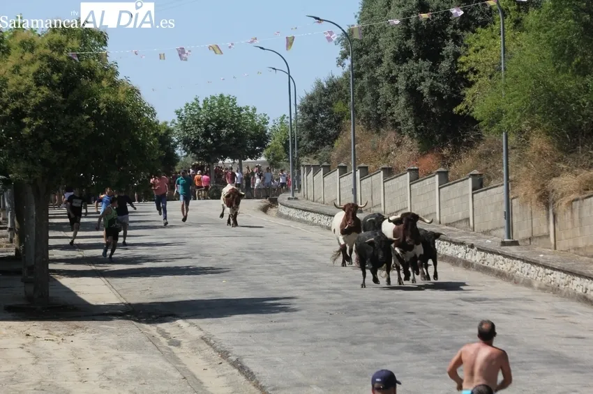 Supersónico encierro en Saucelle de Charro de Llen / MARIBEL SÁNCHEZ