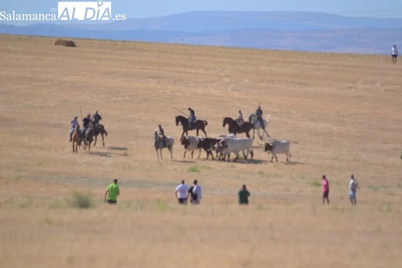 Foto 8 - Jinetes, aficionados y vecinos abarrotan Macotera para vivir su h&iacute;storico encierro a caballo