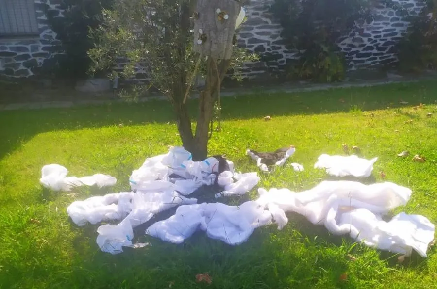 Foto 3 - Destrozan buena parte de la decoraci&oacute;n callejera del Arrabal de San Sebasti&aacute;n