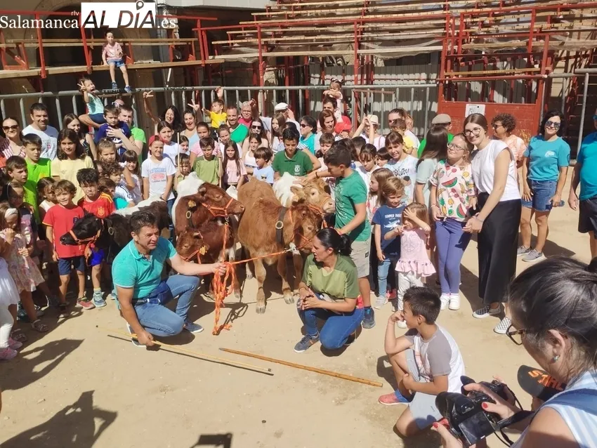 Rotundo éxito de la 'bueyada infantil' Tauro Tormes en Aldeadávila de la Ribera 