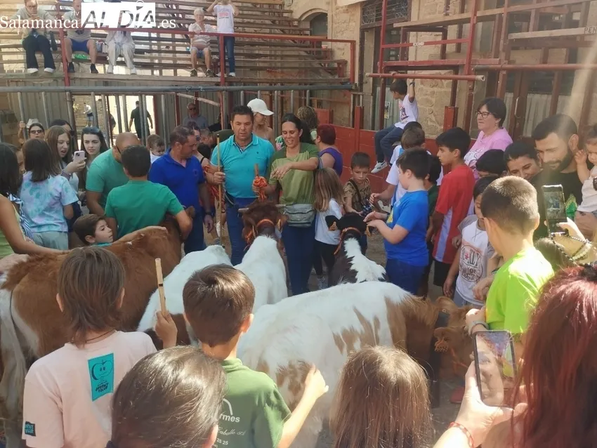 Rotundo éxito de la 'bueyada infantil' Tauro Tormes en Aldeadávila de la Ribera 