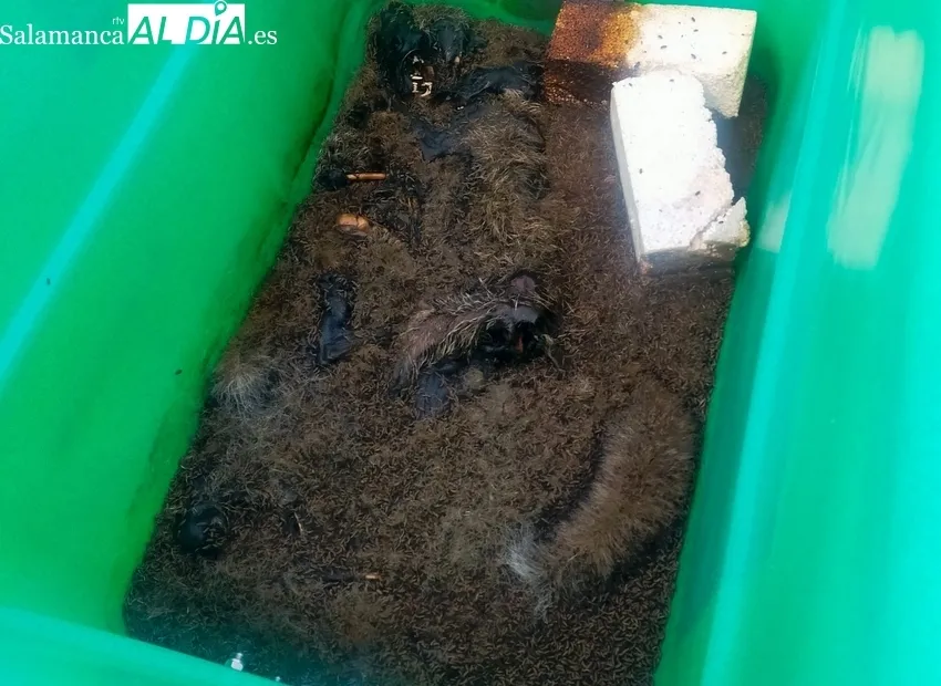 Contenedores instalados para el depósito de residuos de piezas de caza  