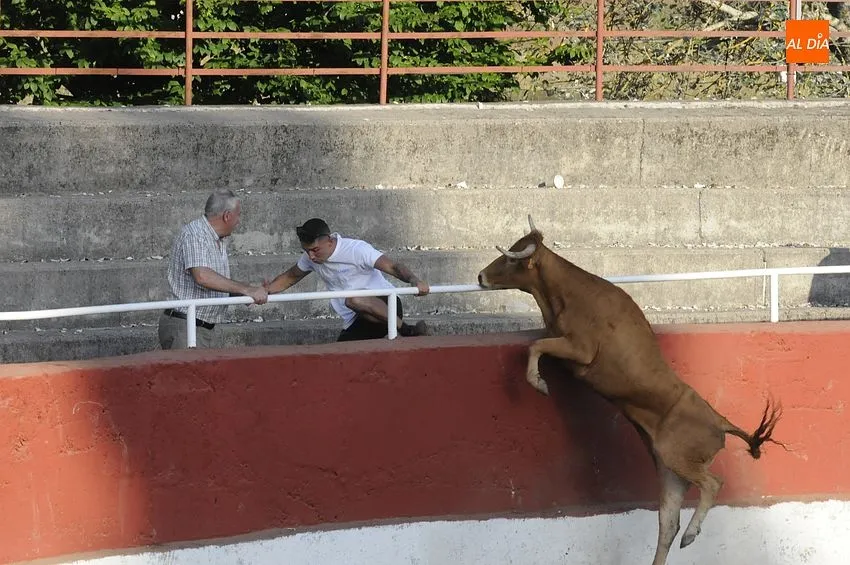 Capea popular en Navasfrías con vacas ‘saltarinas’/ Fotos: Adrián M.Pastor