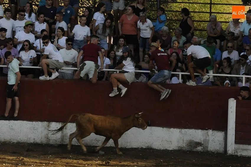 Capea popular en Navasfrías con vacas ‘saltarinas’/ Fotos: Adrián M.Pastor