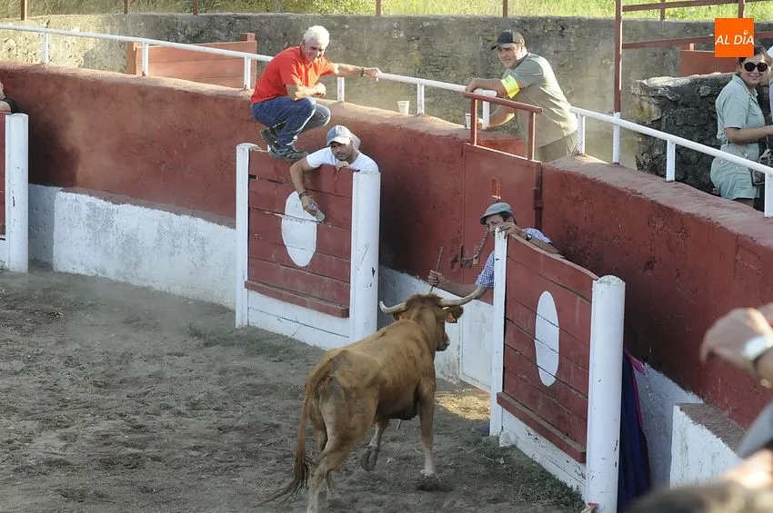 Capea popular en Navasfrías con vacas ‘saltarinas’/ Fotos: Adrián M.Pastor