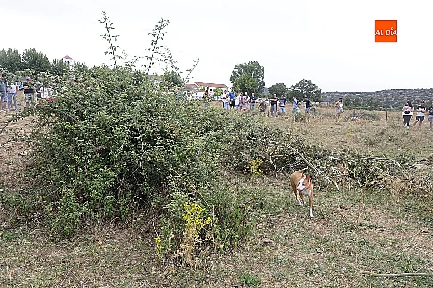 Foto 4 - &Aacute;gueda estrena sus Jornadas sobre el Mundo Rural reuniendo a unos 500 perros de caza