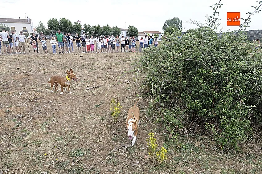 Foto 6 - &Aacute;gueda estrena sus Jornadas sobre el Mundo Rural reuniendo a unos 500 perros de caza