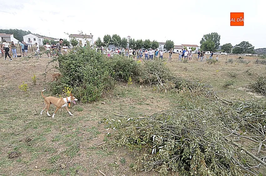 Foto 8 - &Aacute;gueda estrena sus Jornadas sobre el Mundo Rural reuniendo a unos 500 perros de caza