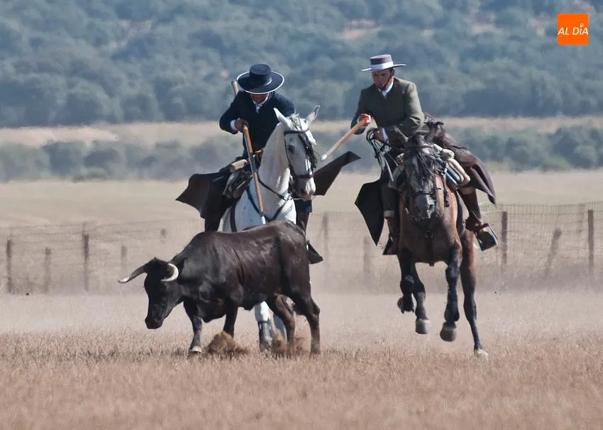 Foto 6 - Ligera jornada del XLI concurso de Faenas y Doma de Campo