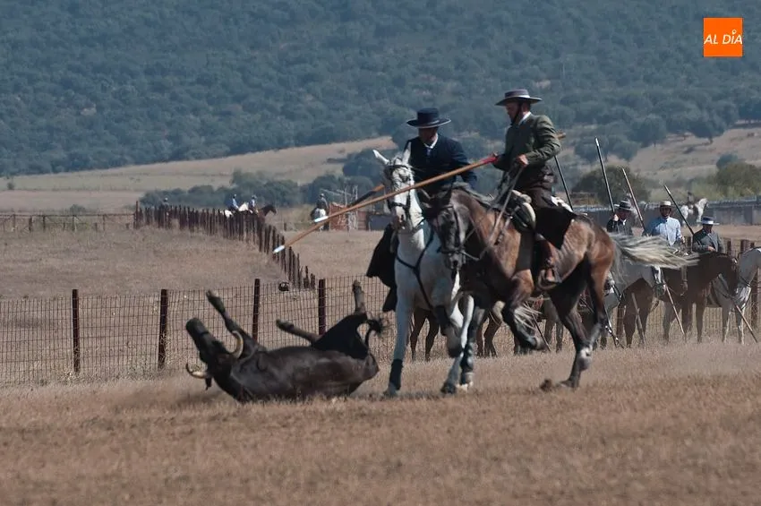Foto 4 - Ligera jornada del XLI concurso de Faenas y Doma de Campo