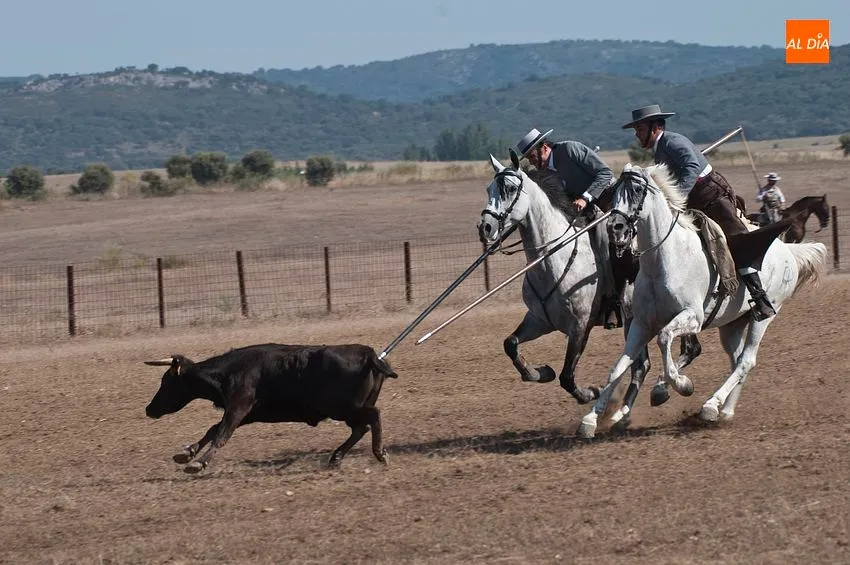 Foto 3 - Ligera jornada del XLI concurso de Faenas y Doma de Campo