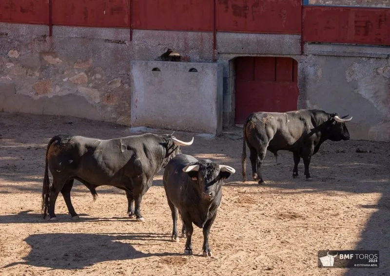 Foto 7 - Los de Capea, en toriles para la mixta