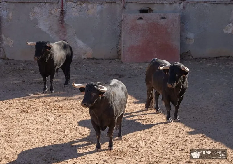 Foto 6 - Los de Capea, en toriles para la mixta