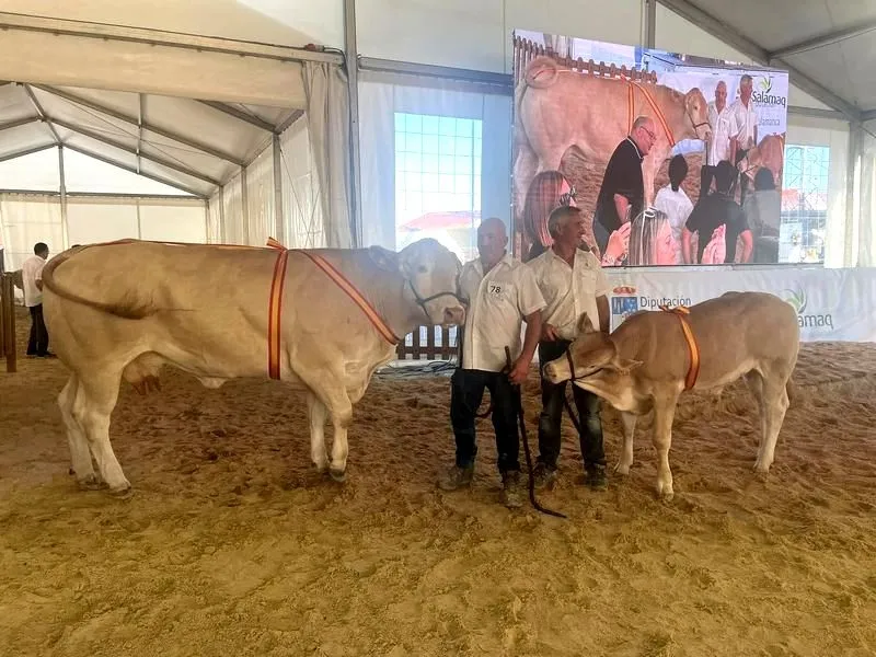 Ganadores del XVI Concurso Nacional de Raza Blonde de Aquitania. Foto de Salamaq