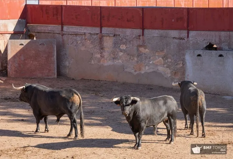 Foto 2 - Los de Capea, en toriles para la mixta