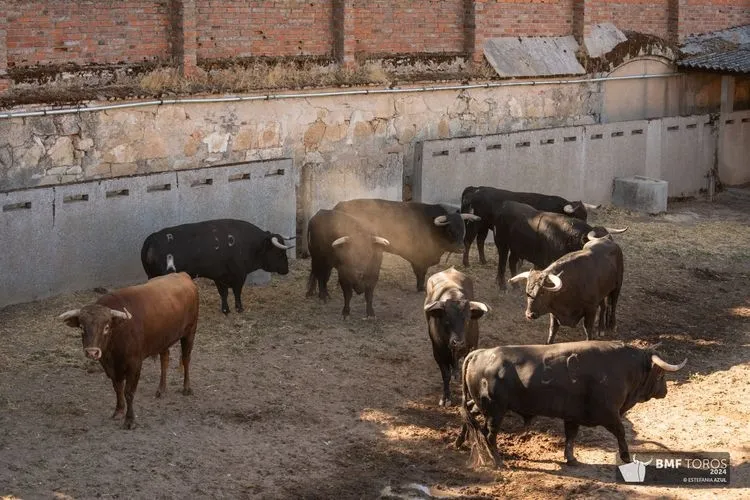 'Botellero' abre la Feria Taurina 2024 | FOTOS: BMF Toros 