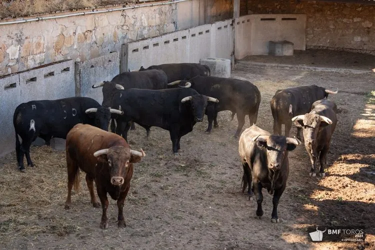 'Botellero' abre la Feria Taurina 2024 | FOTOS: BMF Toros 