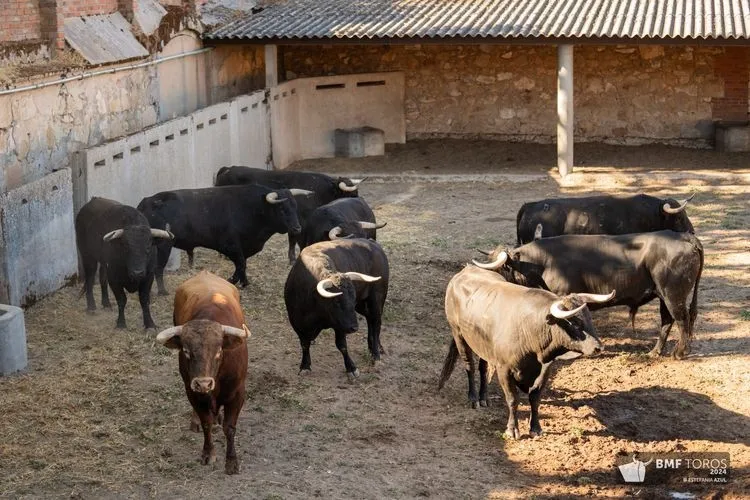 'Botellero' abre la Feria Taurina 2024 | FOTOS: BMF Toros 