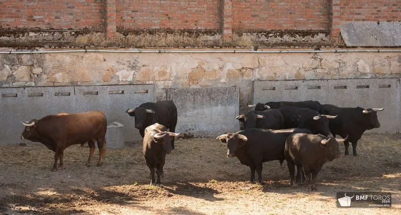'Botellero' abre la Feria Taurina 2024 | FOTOS: BMF Toros 